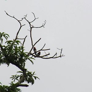 Brown-breasted Barbet