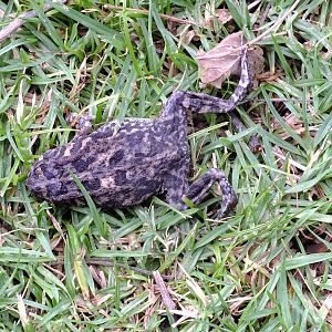 Square Marked Toad (dead)