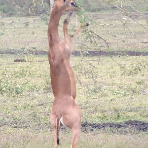 Southern Gerenuk