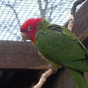Red-masked Conure, 20th February 2015