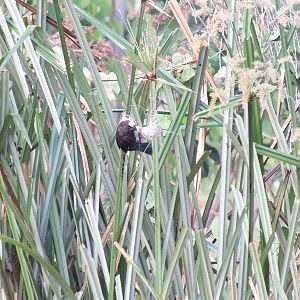Thick-billed/Grosbeak Weaver