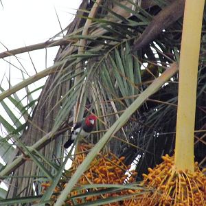 Brown-breasted Barbet