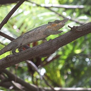 Kilimanjaro two-horned Chameleon