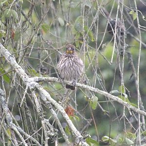 Female thick-billed weaver