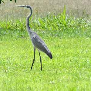 Juvenile Black-headed Heron