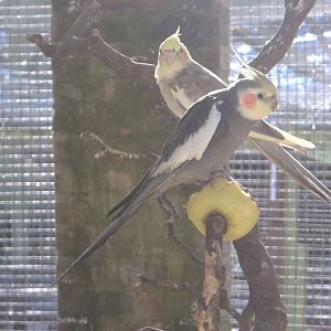 Sunlit Cockatiels, 21st February 2015