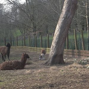 Alpacas amongst the snowdrops, 21st February 2015