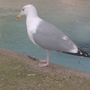 Sheldon steals a sprat, 21st February 2015