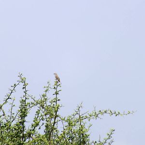 African Grey Flycatcher
