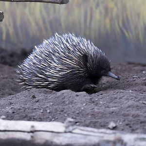 Short-Beaked Echidna