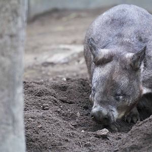 Southern Hairy-Nosed Wombat