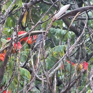Black-throated Barbet