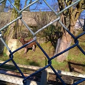Visayan spotted deer