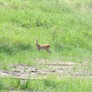 Bohor Reedbuck in Tarangire National Park