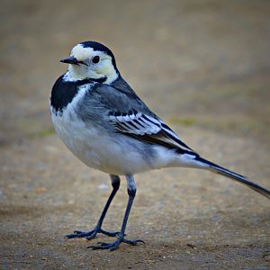 Pied Wagtail