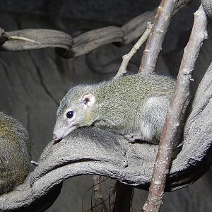 Belanger's Tree Shrew