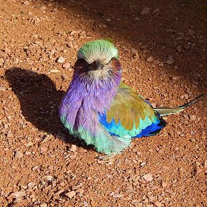Lilac-breasted roller