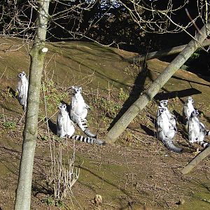 Sunbathing lemurs