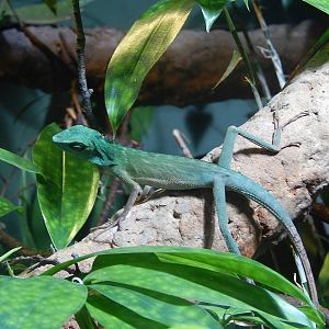 Green Crested Lizard