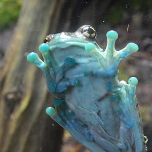 Mission Golden-eyed Treefrog