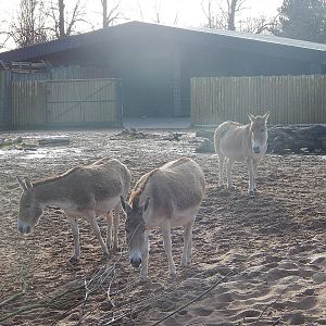 Persian Onagers