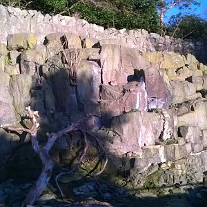 Rock hyrax enclosure