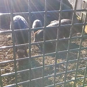 Visayan warty pig outdoors