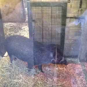 Visayan warty pig indoors