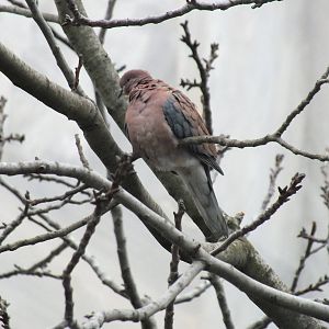 Laughing dove in Istanbul