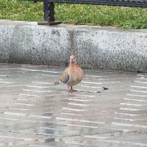 Laughing dove in Istanbul