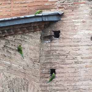 Parakeets in Istanbul