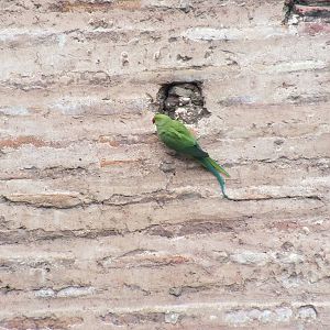 Parakeet in Istanbul