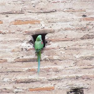 Parakeet in Istanbul