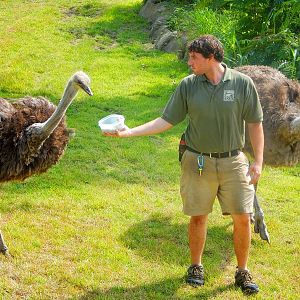 Aug. 2014 - Africa - Ostrich Feeding