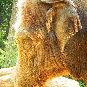 Aug. 2014 - Elephant Reserve - Jati