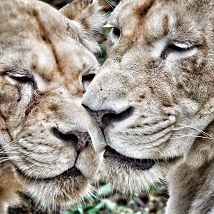Dec. 2014 - White Lions of Timbavati - Mother + Daughter