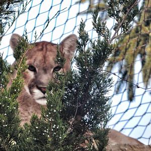 Aug. 2014 - Cat Canyon - Hidden Form of Fear