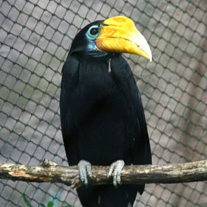 female Wrinkled hornbil