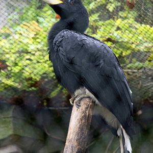 Rhinoceros hornbill male