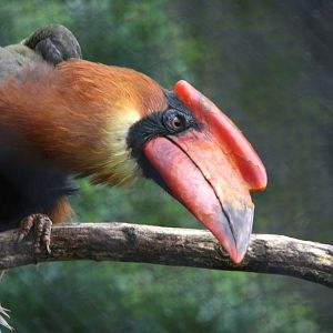 Rufous Hornbill
