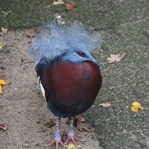 Southern crowned pigeon