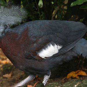young Southern crowned pigeon