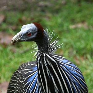 Vulturine guineafowl