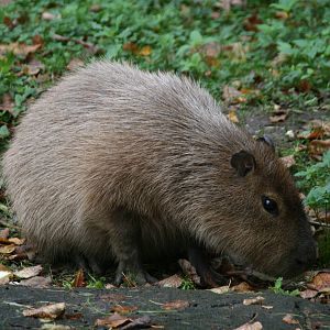 Capybara