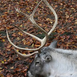 Reindeer