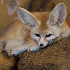 Fennec fox : Africa Alive! : 02 Jan 2015