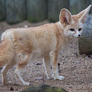 Fennec fox : Africa Alive! : 02 Jan 2015