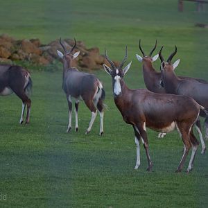 Blesbok : Africa Alive! : 02 Jan 2015