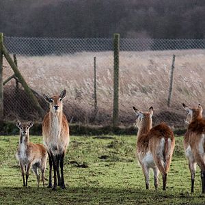 Kafue flats lechwe : Africa Alive! : 02 Jan 2015