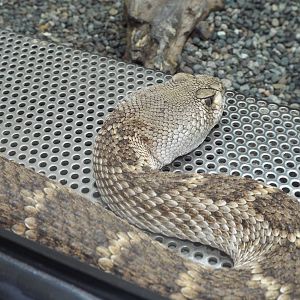 Western Diamondback Rattlesnake (Crotalus atrox) at Berlin Zoo Aquarium - 4